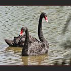 Cisnes Negros