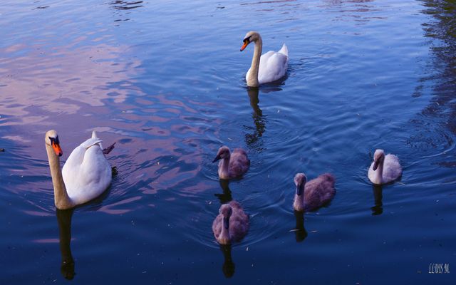 CISNES, PAREJA Y CUATRO PEQUEÑOS