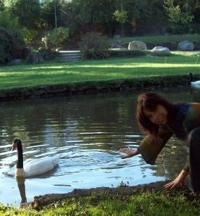 Cisnes....U.de Concepcion Chile......