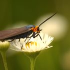 Cisseps à col orangé 