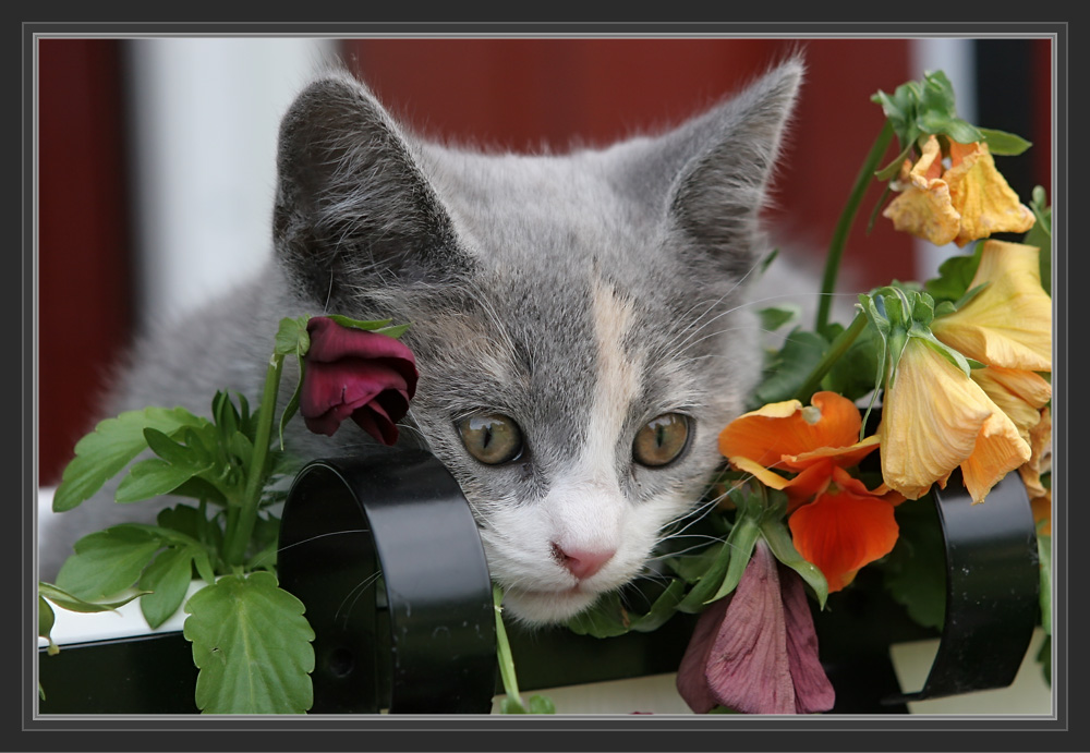 Cissy in den Blumen