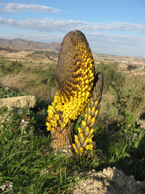 Cistanche phelypaea