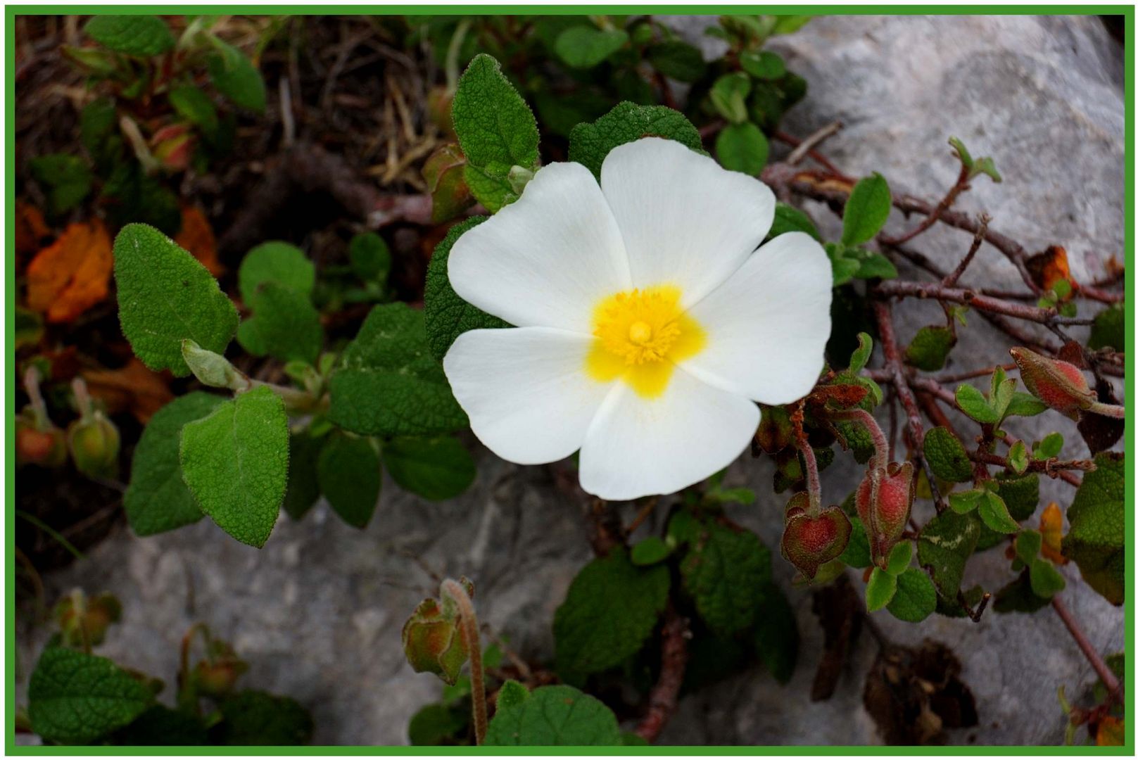 Ciste à feuilles de sauge (cistus salvifolius)