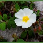 Ciste à feuilles de sauge (cistus salvifolius)