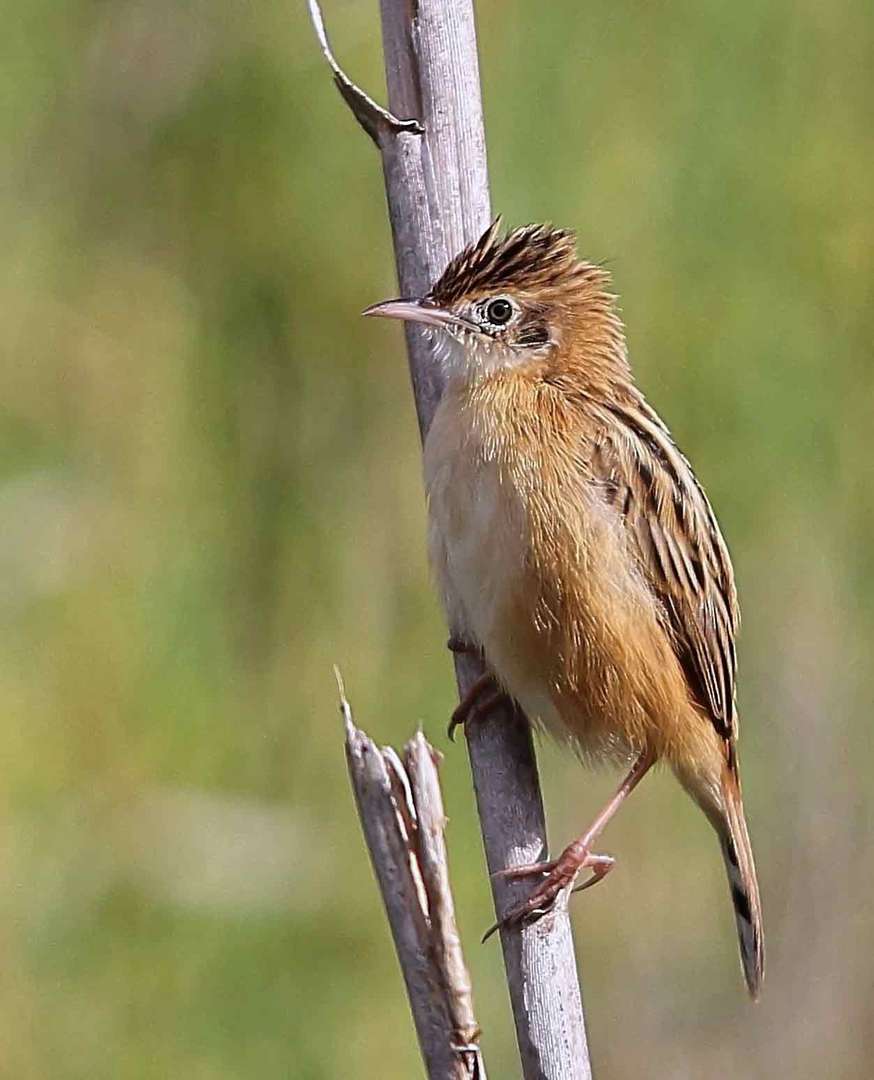 Cistensänger (Cisticola juncidis)