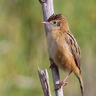 Cistensänger (Cisticola juncidis)