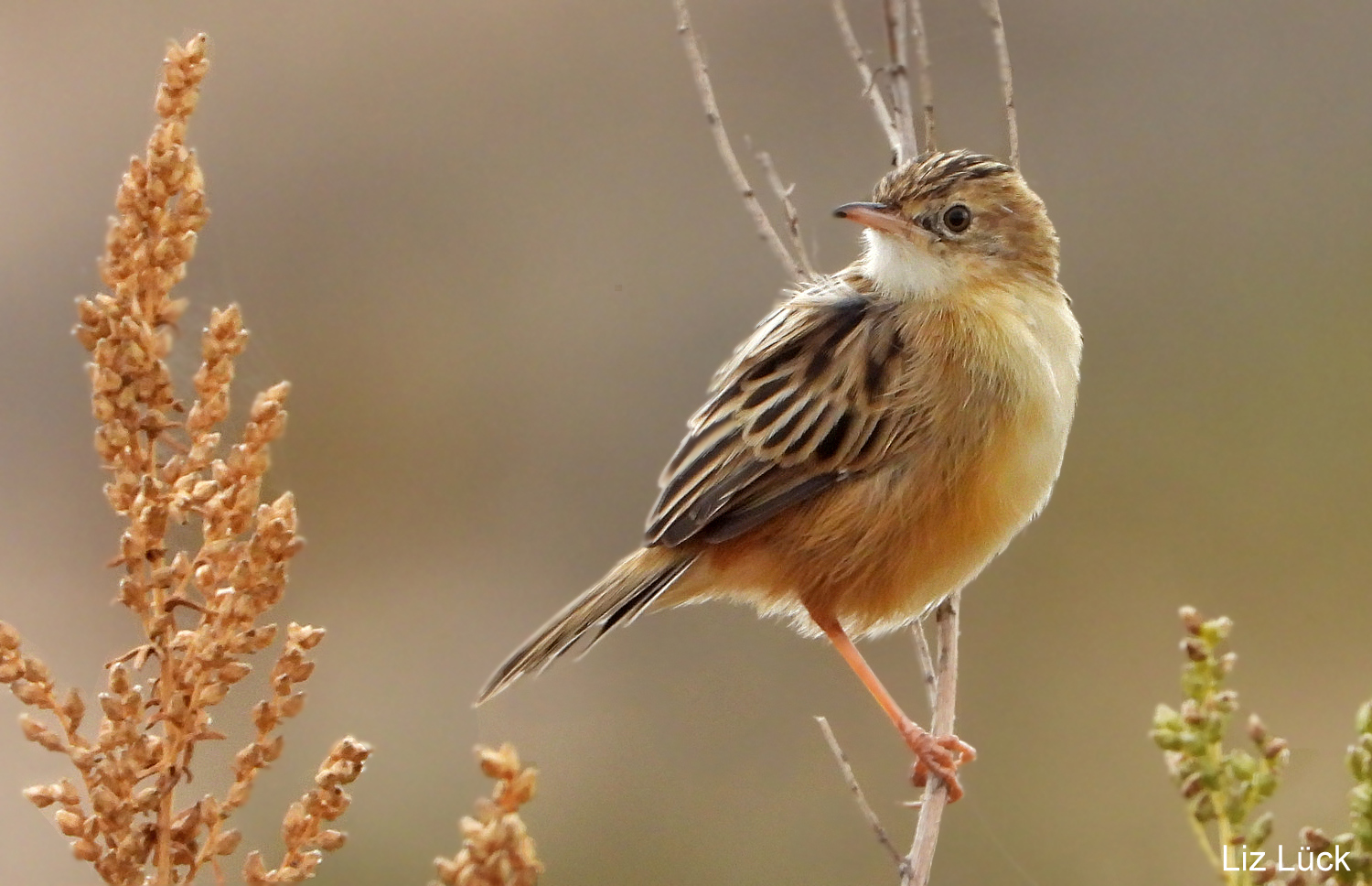 Cistensänger (Cisticola juncidis)