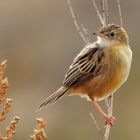 Cistensänger (Cisticola juncidis)