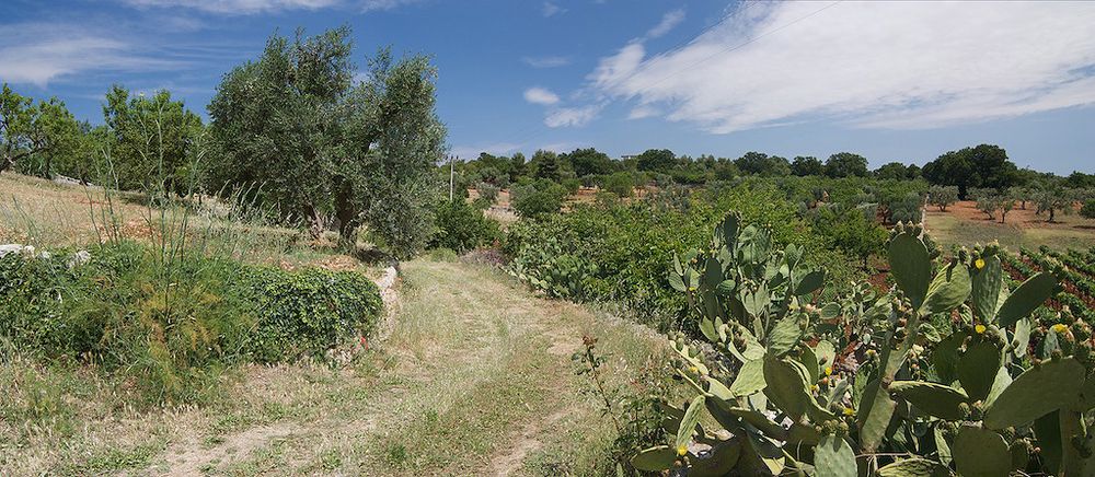 Cisternino Hinterland 2