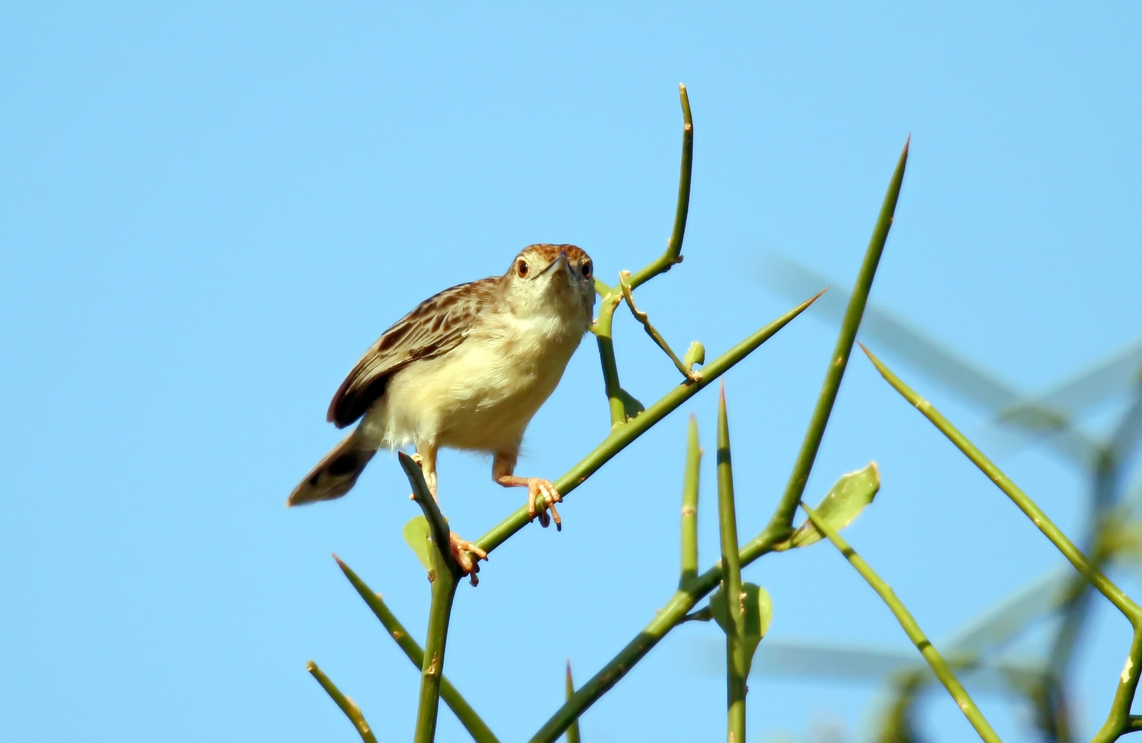 Cisticola chiniana