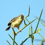 Cisticola chiniana