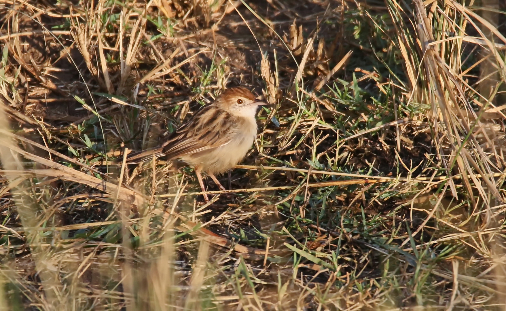 Cisticola chiniana