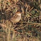 Cisticola chiniana