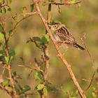 cisticola juncidis uropygialis