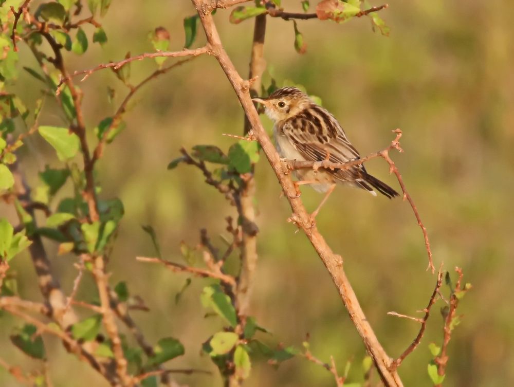 cisticola juncidis uropygialis Foto & Bild natur, afrika, tiere