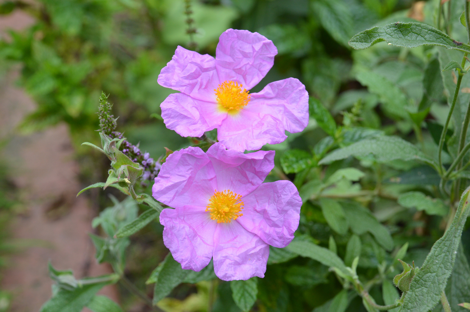 Cistus