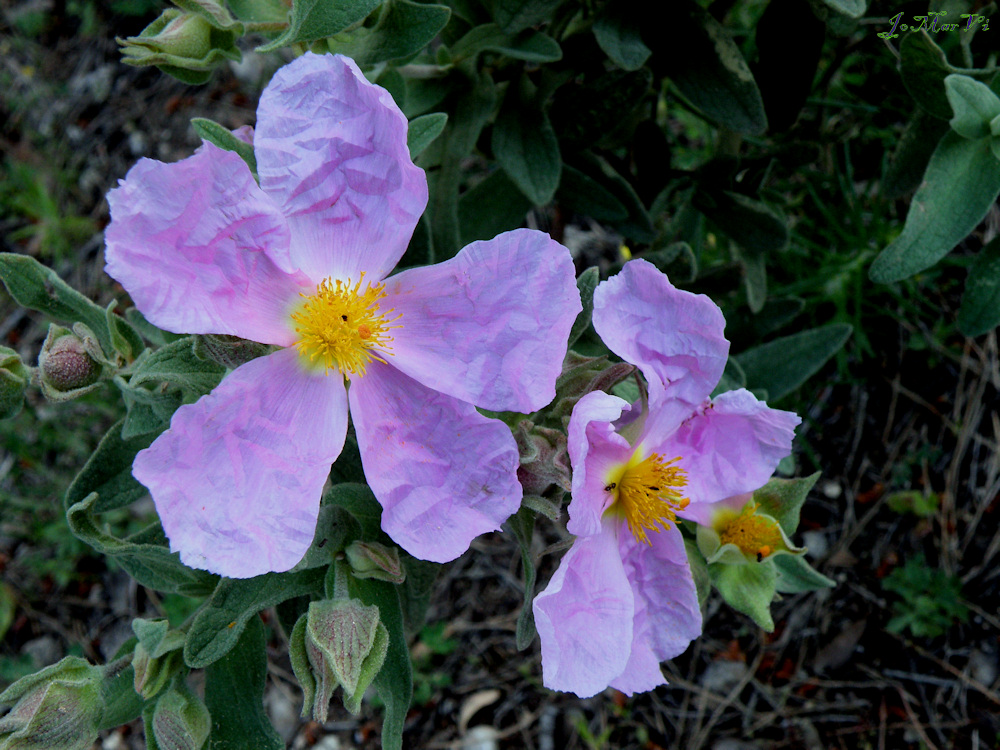 Cistus Alvidus.-