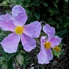 Cistus Alvidus.-