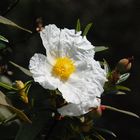 Cistus ladanifer