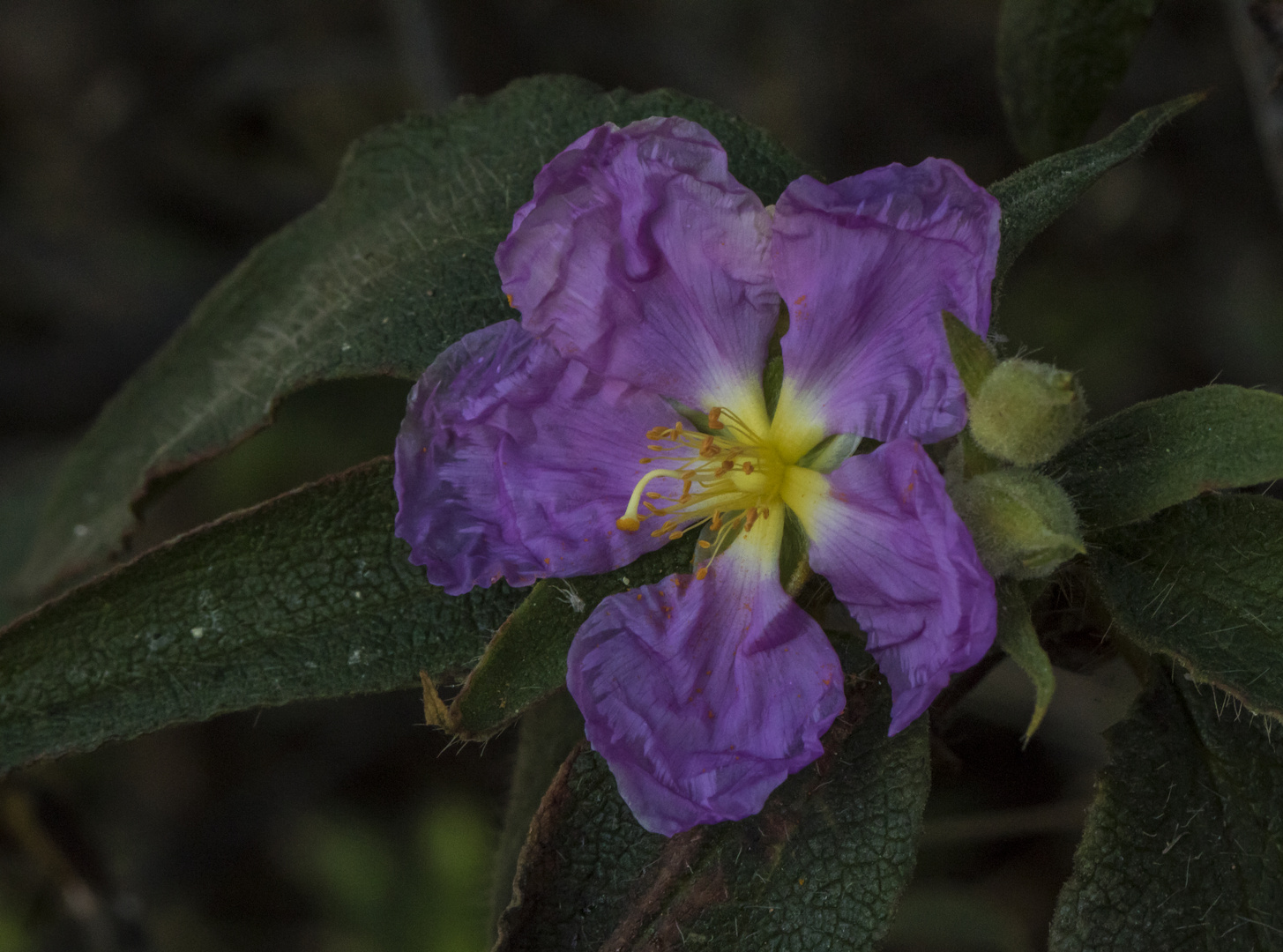 Cistus symphytifolius