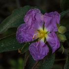 Cistus symphytifolius