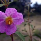 Cistus symphytifolius - Amagante