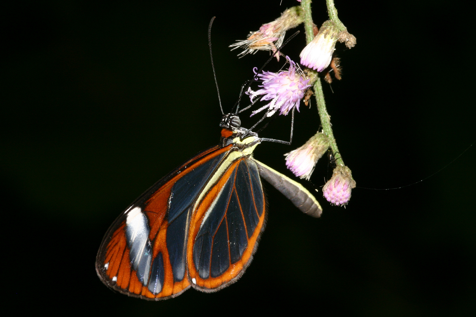 Cithaerias menander