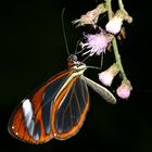 Cithaerias menander