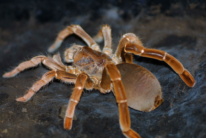 Citharischius crawshayi