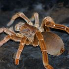 Citharischius crawshayi