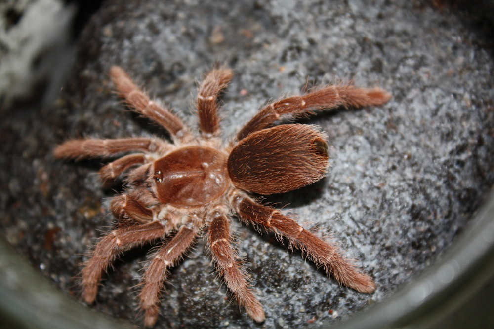 Citharischius crawshayi