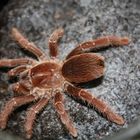 Citharischius crawshayi