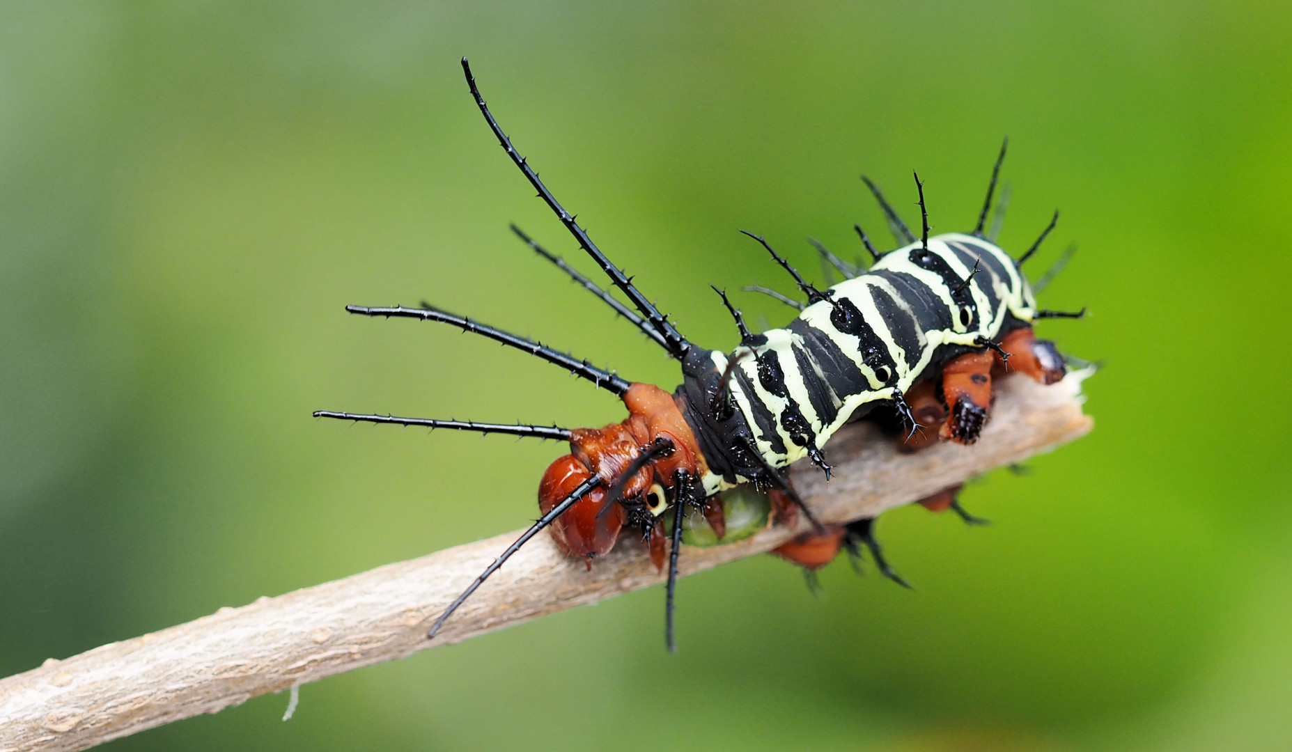 Citheronia aroa