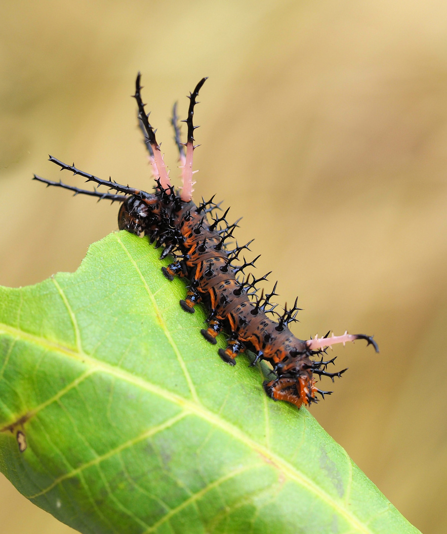 Citheronia azteca Raupe