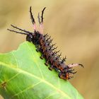 Citheronia azteca Raupe