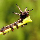  Citheronia azteca Raupe