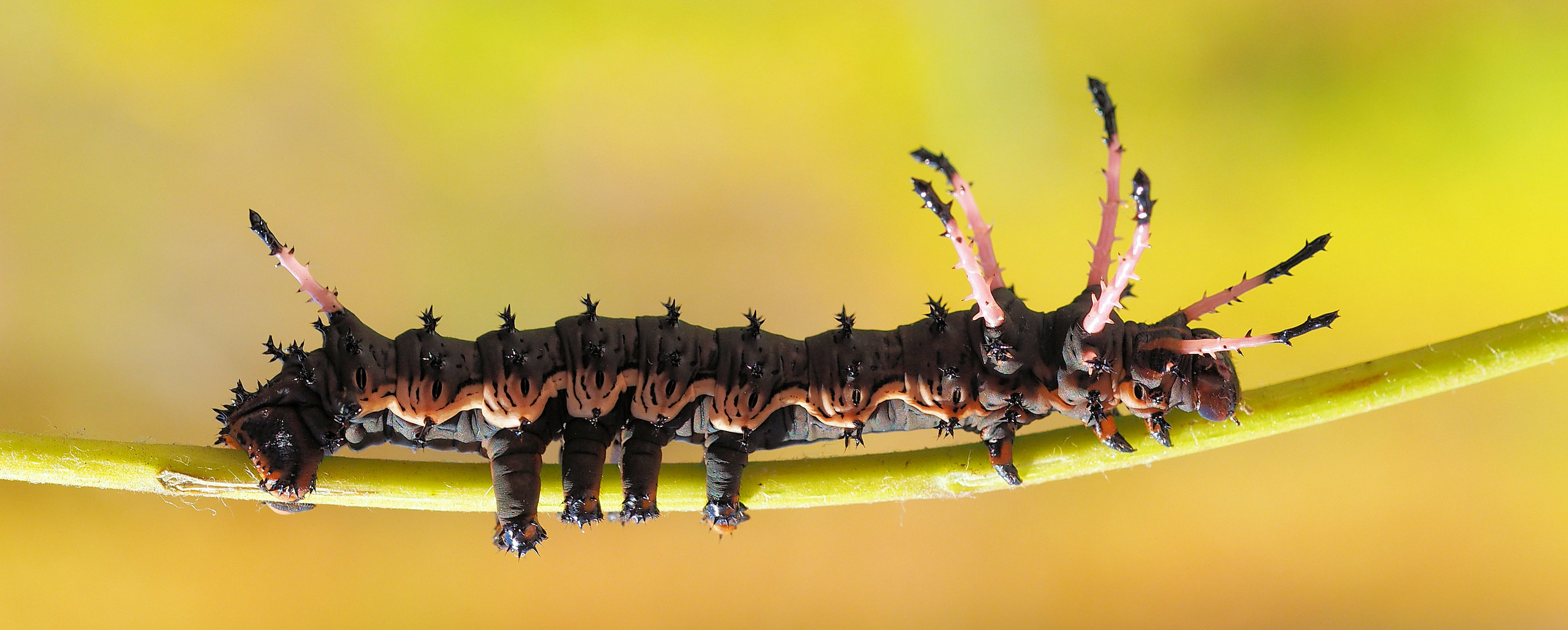 Citheronia azteca Raupe