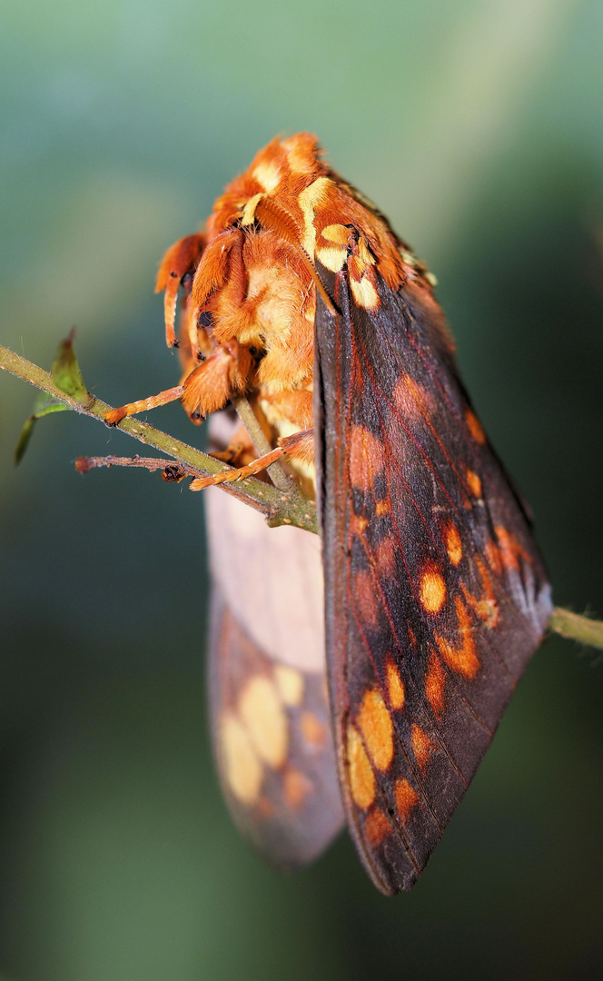 Citheronia bellavista ... ich glaube er möchte Dirigent werden... 