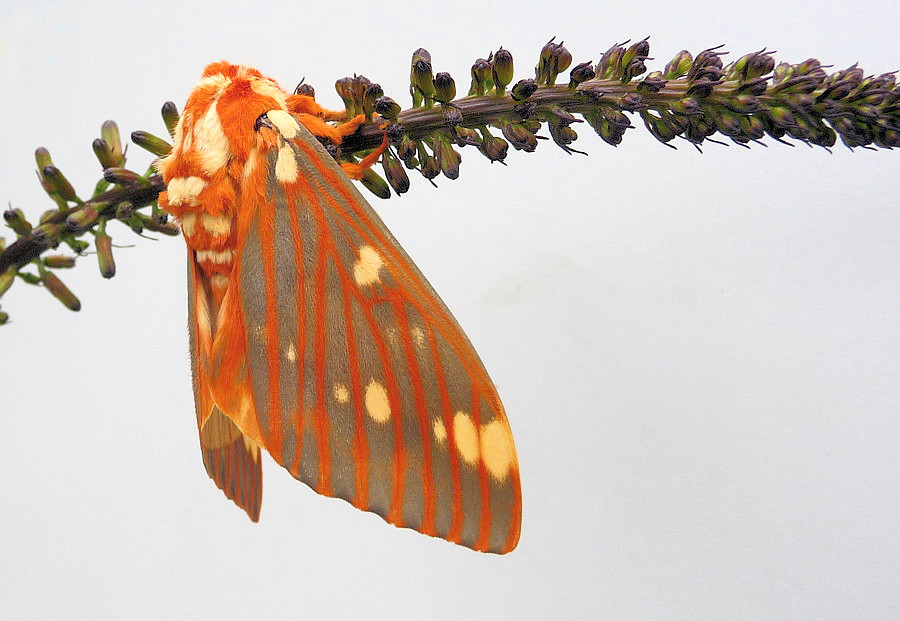 citheronia regalis