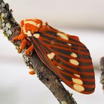 Citheronia regalis