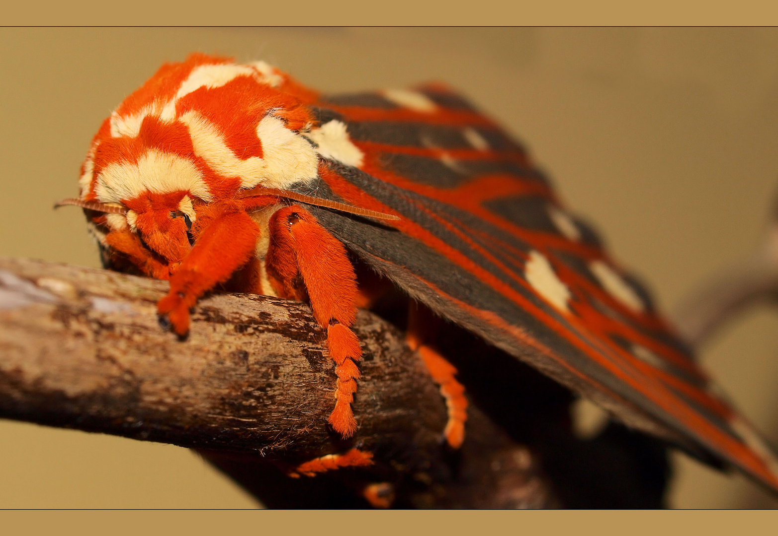 Citheronia Regalis Mädchen