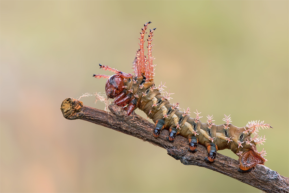 Citheronia regalis Raupe