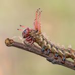 Citheronia regalis Raupe