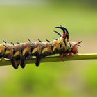 Citheronia-regalis Raupe