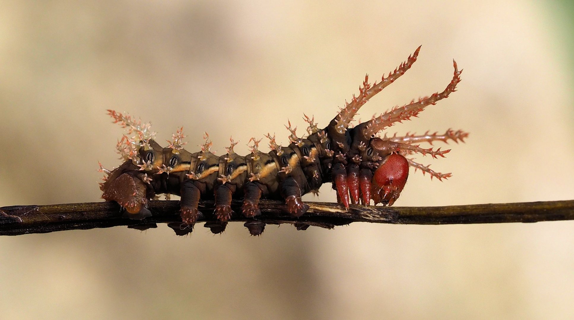  Citheronia-regalis Raupe