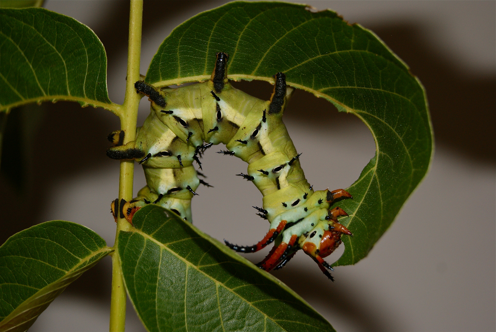 Citheronia regalis Raupe