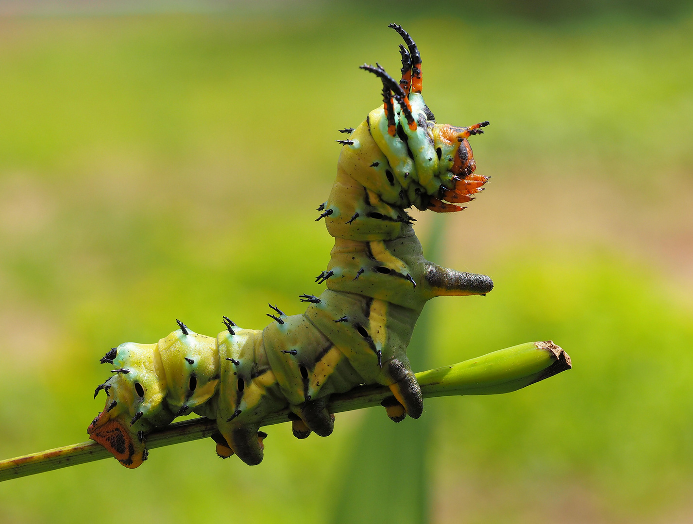 Citheronia-regalis Raupe Wünscht schönes Wochenende! 