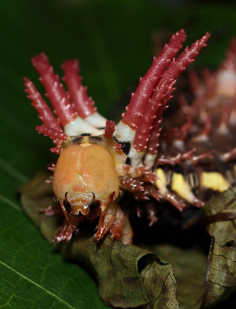 Citheronia-regalis Raupen....