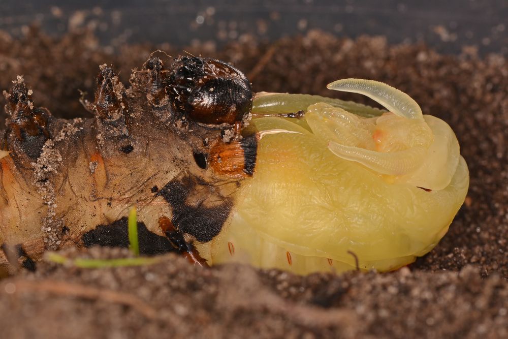 Citheronia regalis Verpuppung