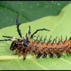 Citheronia splendens sinaloensis